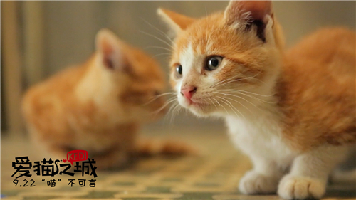 电影《爱猫之城》发暖心推广曲 俏皮《猫语》述心事