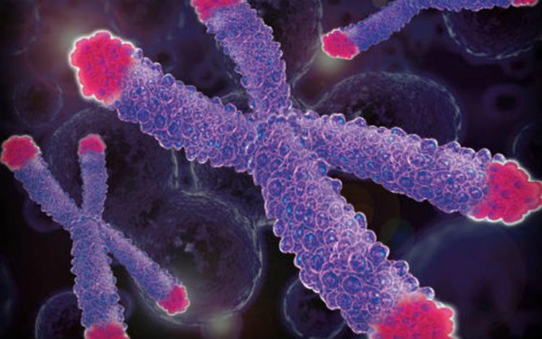 图中的紫红色高亮部分即染色体端粒。图/生物探索