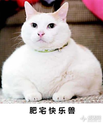 shou