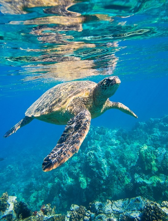 旅游网宣传保护动物海龟肉 官方道歉：加大审核