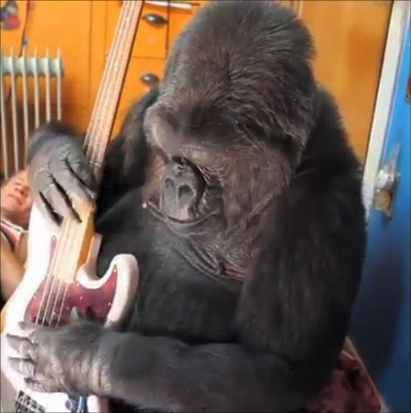 最受人喜爱的大猩猩可可离世：能用手语与人交流