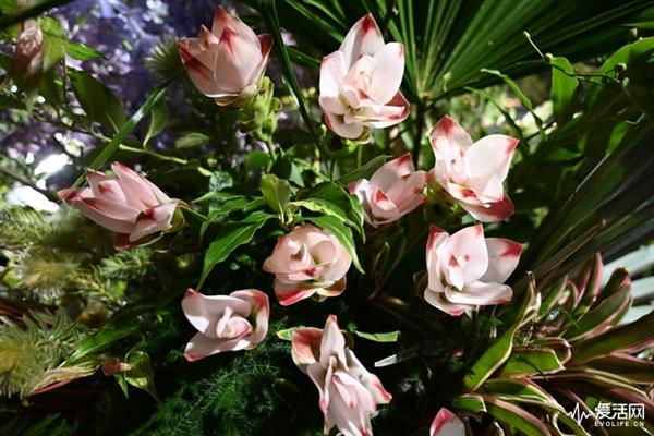 尼康首款全画幅无反相机Z7试拍体验：比索尼还强？