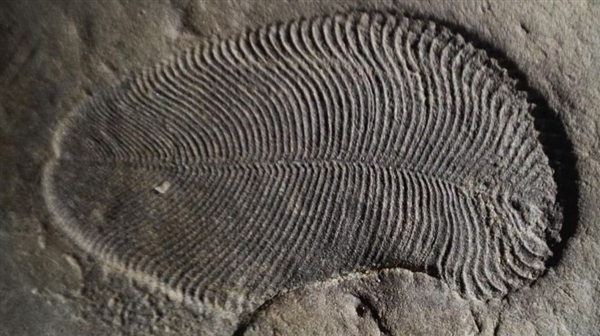 化石证明了世界上最古老的生物：生活在5.58亿年前