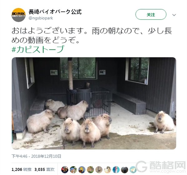 日本水豚冷到“集体石化” 游客：还以为在看照片