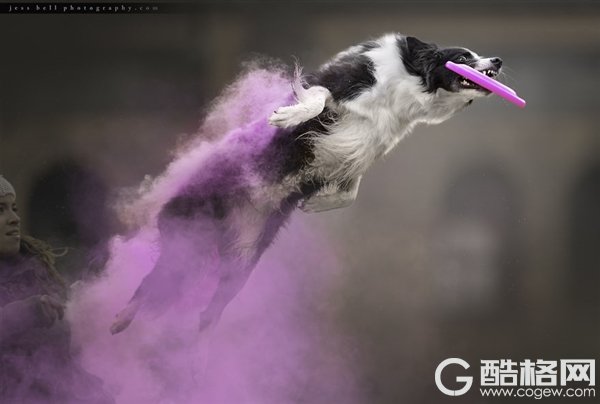 当飞跃的狗狗遇上彩色粉末 画面如梦似幻
