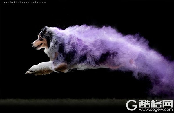 当飞跃的狗狗遇上彩色粉末 画面如梦似幻