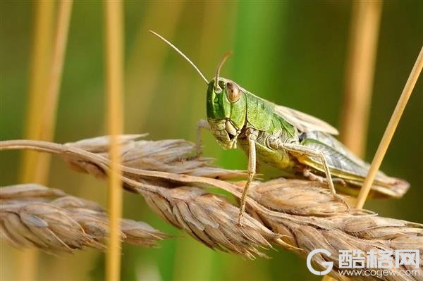 10万浙江鸭子出征巴基斯坦灭蝗？中国经济网：胡说八道 子虚乌有