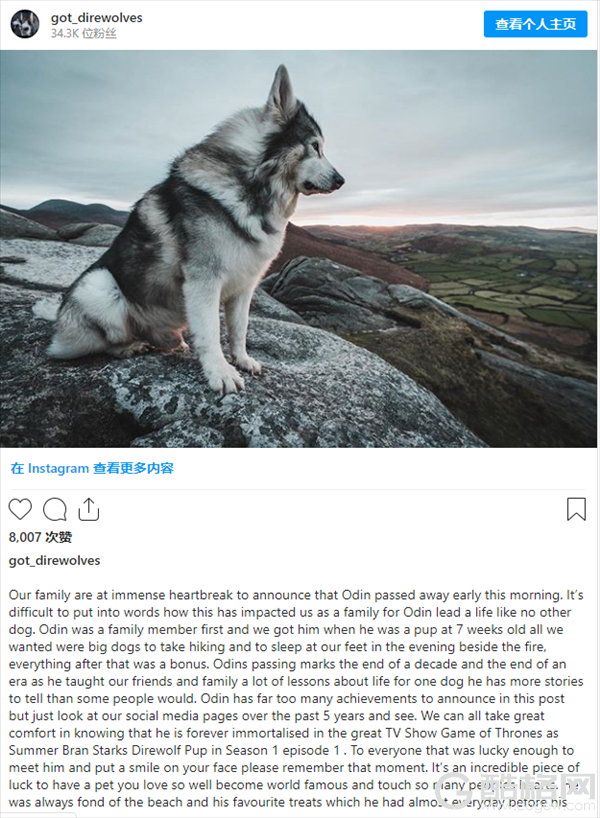 曾在《权游》第一集“扮演”冰原狼的狗狗奥丁：患癌去世
