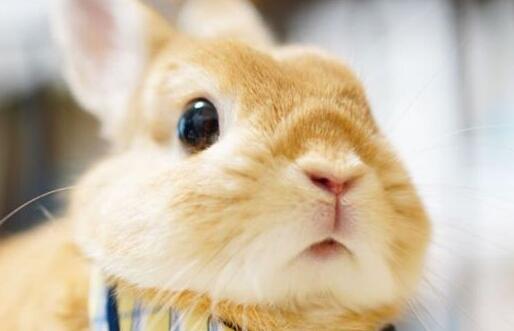 娇小可爱的毛绒萌兔 日本超萌彼得兔Q弹可爱