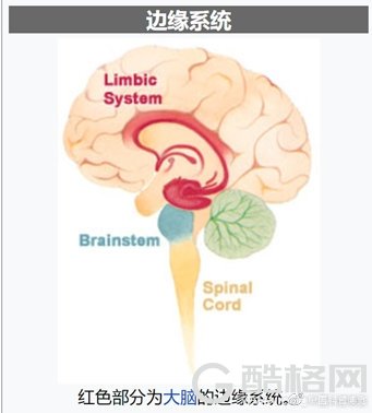 “战斗力一鹅”的战斗力到底有多高？