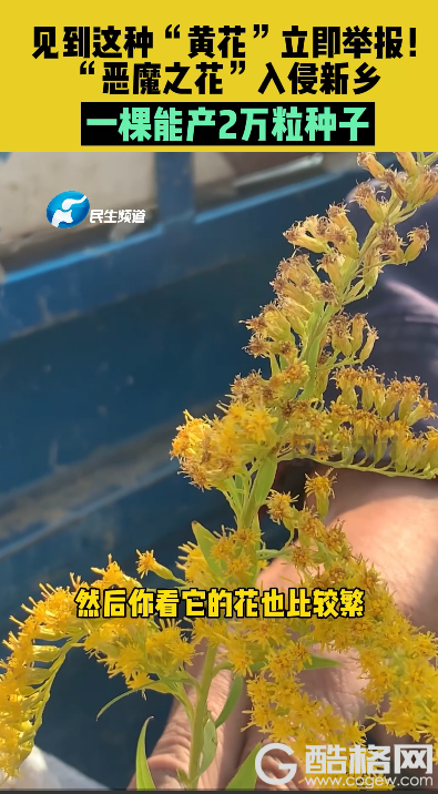 加拿大一枝黄花到底是什么？专家科普：被称恶魔之花 必须围剿铲除